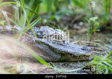 Eine kleine China-Alligator Alligator Sinensis, ruht sich zwischen der Vegetation in der Nähe von einem Teich Stockfoto