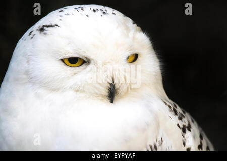 Porträt einer Snowy Eule, Bubo Scandiacus, seitlich links suchen Stockfoto