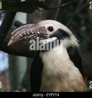 Männliche Visayan Tarictic Hornbill (Penelopides Panini), native zu den Philippinen Visayas - Gefangenen Vogel (Avifauna Vogel Zoo) Stockfoto