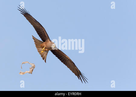 Schwarzmilan, Flug, Basilikata, Italien (Milvus Migrans) Stockfoto