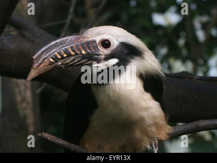 Männliche Visayan Tarictic Hornbill (Penelopides Panini), native, Visayas Philippinen Stockfoto