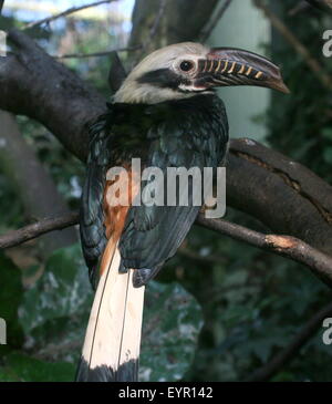 Männliche Visayan Tarictic Hornbill (Penelopides Panini), native zu den Philippinen Visayas - Gefangenen Vogel (Avifauna Vogel Zoo) Stockfoto