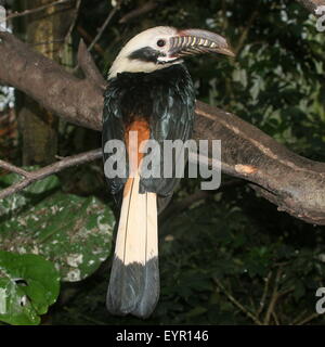 Männliche Visayan Tarictic Hornbill (Penelopides Panini), native, Visayas Philippinen Stockfoto