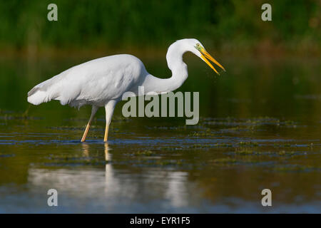 Westlichen großer Egret, Kampanien, Italien (Ardea Alba) Stockfoto