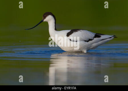 Pied Avocet, Erwachsener, Kampanien, Italien (Recurvirostra Avosetta) Stockfoto