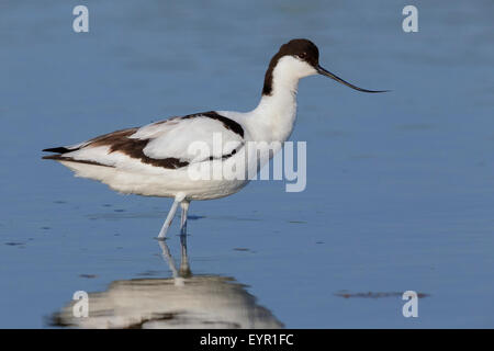 Pied Avocet, Erwachsener, Kampanien, Italien (Recurvirostra Avosetta) Stockfoto