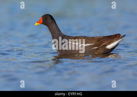 Teichhühner, Erwachsenen schwimmen, Kampanien, Italien (Gallinula Chloropus) Stockfoto