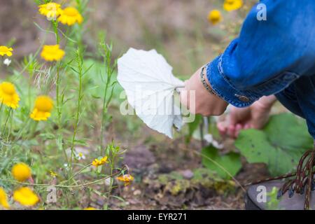 Mädchen, die Kommissionierung Huflattich verlässt zum Trocknen (Huflattich Tussilago Farfara ist natürliche Medizin für kalt- und andere Winter-Krankheit) Stockfoto