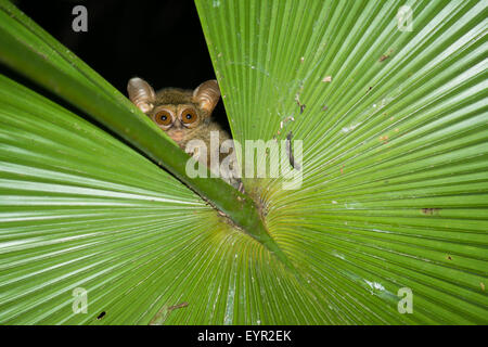 Ein Tarsius von Nord-Sulawesi Peekaboo aus der Lücke ein Palmblatt in der Nacht Stockfoto