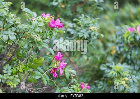 Wilde Rosen mit Blumen und Früchten im Sommer Wald fotografiert. Nahaufnahme von wilden Rosen Zweige Stockfoto