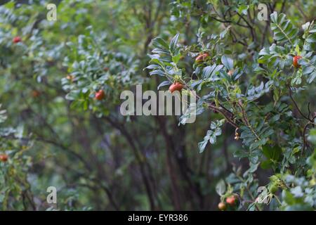 Wilde Rosen mit Blumen und Früchten im Sommer Wald fotografiert. Nahaufnahme von wilden Rosen Zweige Stockfoto