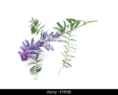 Getuftete Wicke Blumen isoliert auf weiss (Vicia Cracca) Stockfoto