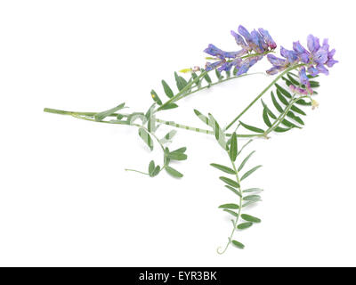 Getuftete Wicke Blumen isoliert auf weiss (Vicia Cracca) Stockfoto