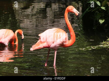 Zwei amerikanische oder Karibik Flamingos (Phoenicopterus Ruber) auf Nahrungssuche in einem stream Stockfoto