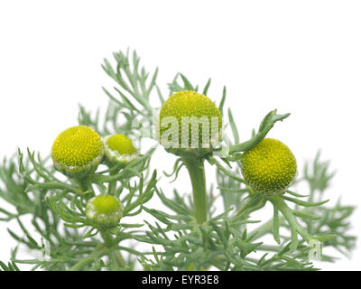 Kräuter-Pineappleweed (Matricaria Discoidea) auf weißem Hintergrund Stockfoto