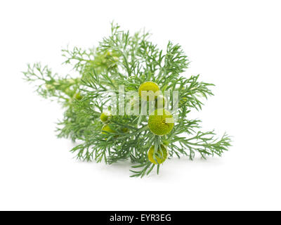 Kräuter-Pineappleweed (Matricaria Discoidea) auf weißem Hintergrund Stockfoto