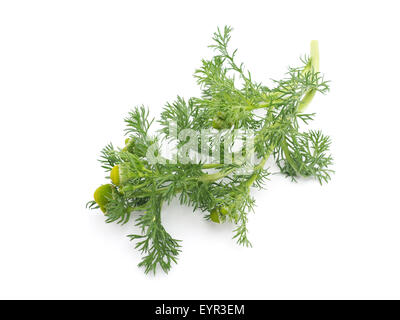 Kräuter-Pineappleweed (Matricaria Discoidea) auf weißem Hintergrund Stockfoto