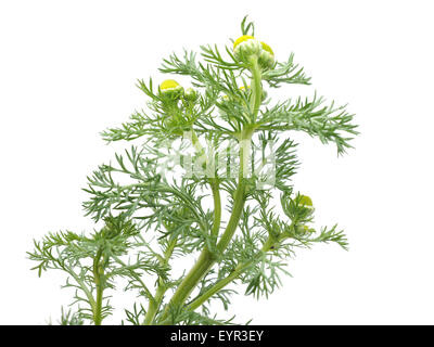 Kräuter-Pineappleweed (Matricaria Discoidea) auf weißem Hintergrund Stockfoto