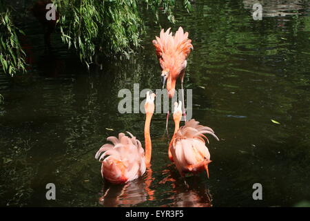 Drei mutige Amerikaner oder Karibik Flamingos (Phoenicopterus Ruber) kämpfen, Gemüter Abfackeln Stockfoto