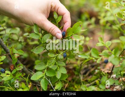 Heidelbeer-Büsche in den Wald und Frau Händen Blaubeeren pflücken. Nahaufnahme von Waldfrüchten Stockfoto