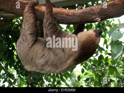 South American Linnaeus zwei toed Sloth oder südlichen zwei – Finger Faultier (Choloepus Didactylus) Stockfoto