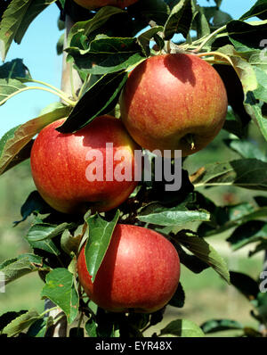 Roter Jonagold Apfel, Apfelsorte, Apfel, Kernobst, Obst, Stockfoto