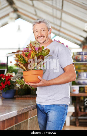 Der Mensch als Gärtner stehend mit einer Anlage (Codiaeum Variegatum) in einem Garten-center Stockfoto
