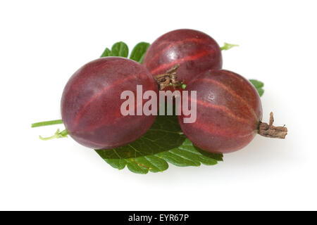 Stachelbeere; Ribes; Uva-Crispa; Strauch; Wildpflanzen; Stockfoto