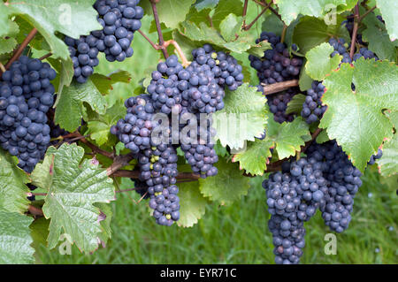 Zweigeltrebe, Blauer Zweigelt, Wein, Weinpflanzen, Reben, Fruechte, Beeren, Obst,- Stockfoto