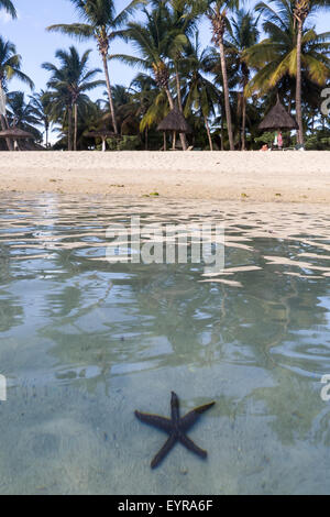 Flic En Flac, Mauritius. Sea Star unter transparenten Wasser am Strand mit Palmen. Stockfoto