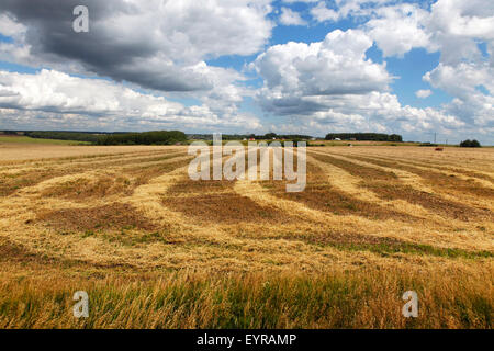 Weizenfeld nach der Ernte mit einem Mähdrescher Stockfoto