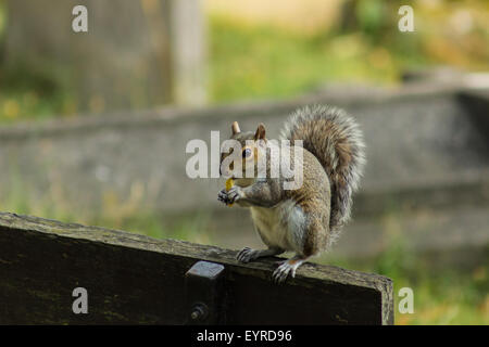 Britische Eichhörnchen in Surrey Hills UK Stockfoto