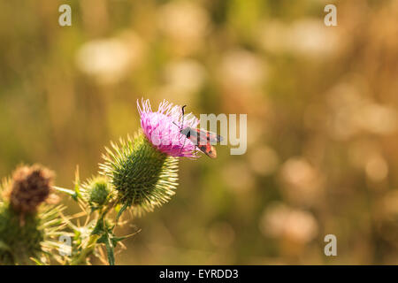 Sechs spot Burnet Motten auf Distel Blume an sonnigen Sommertag bei Nutfield Marsh, Ost-Surrey, England, UK. Stockfoto