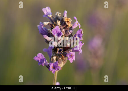 Rosemary Beetle (Chrysolina Americana) unter Knospen auf Lavendel Blume Kopf. Im August 2015 entdeckt in Nutfield Marsh. Stockfoto