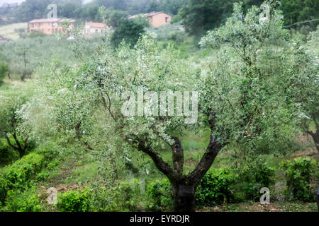 Olivenbaum (Olea Europaea) fotografiert in Umbrien, Italien Stockfoto