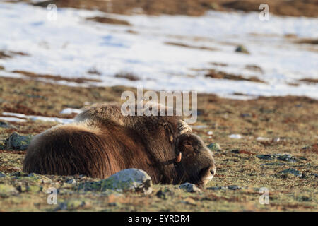 Moschusochsen (Ovibus Moschatus) ruht auf Lebensraum. Dovrefjell-Sunndalsfjella-Nationalpark. Norwegen. Stockfoto