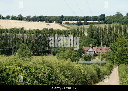 Schloss Hof Lavendel Züchter in Kent UK Stockfoto