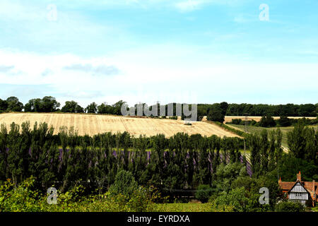 Schloss Hof Lavendel-Felder in der Nähe von Sevenoaks in Kent UK Stockfoto