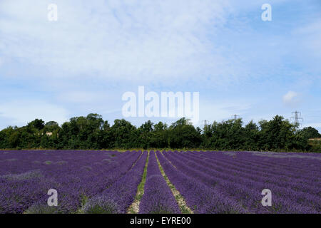 Lavendelfelder auf Schloss Hof in der Nähe von Sevenoaks in Kent UK Stockfoto