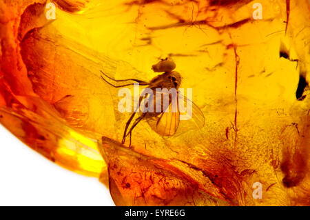 Prähistorische Fliege (c40 - 50m Jahre alt) im baltischen Bernstein aus Kaliningrads Region, Russland erhalten. Insekt ca. 3-4 mm lang Stockfoto