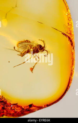 Prähistorische Fliege (c40 - 50m Jahre alt) im baltischen Bernstein aus Kaliningrads Region, Russland erhalten. Insekt ca. 3-4 mm lang Stockfoto