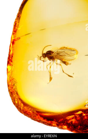 Prähistorische Fliege (c40 - 50m Jahre alt) im baltischen Bernstein aus Kaliningrads Region, Russland erhalten. Insekt ca. 3-4 mm lang Stockfoto