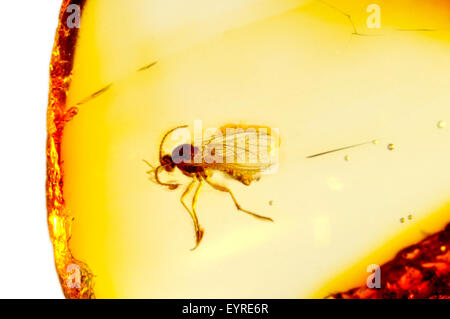 Prähistorische Fliege (c40 - 50m Jahre alt) im baltischen Bernstein aus Kaliningrads Region, Russland erhalten. Insekt ca. 3-4 mm lang Stockfoto