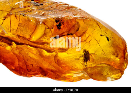 Prähistorische Fliege (c40 - 50m Jahre alt) im baltischen Bernstein aus Kaliningrads Region, Russland erhalten. Insekt ca. 3-4 mm lang Stockfoto