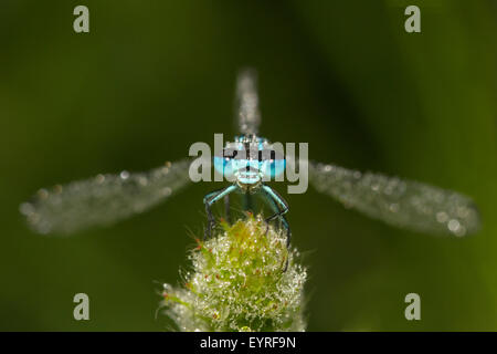 Porträt einer Azure Damselfly Coenagrion puella Stockfoto
