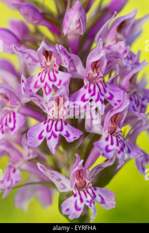 Detail der gemeinsamen entdeckt Orchidee (Dactylorhiza Fuchsii) mit Einzelblüten Stockfoto