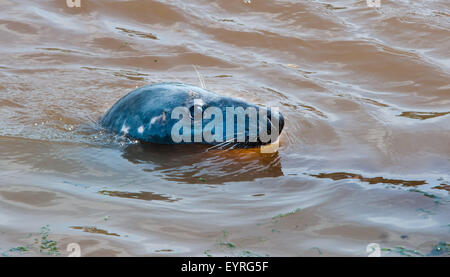 Ein grau-Siegel mit seinem Kopf über Wasser. Stockfoto