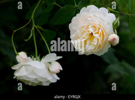 Lichfield Angel stieg von David Austin. Stockfoto