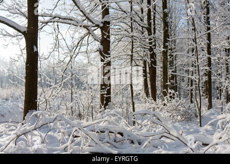 Wald im Winter von Schnee bedeckt, und die helle Sonne durch die Bäume Stockfoto