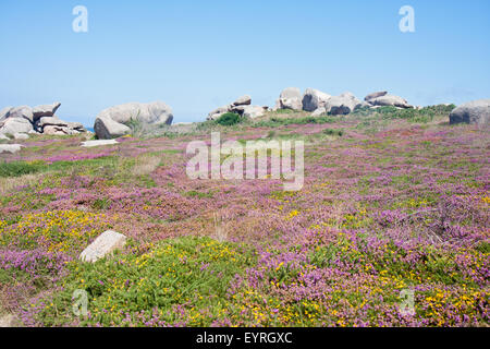 Bunte Heide an der felsigen Küste der Bretagne, Frankreich Stockfoto